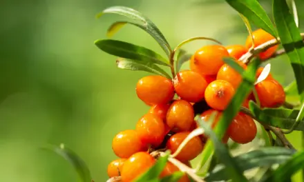 Kräutertipp: Sanddorn