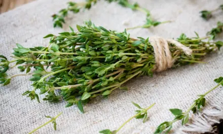 Kräutertipp: Thymian