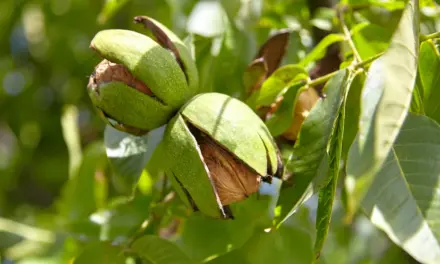 Kräutertipp: Walnussblätter