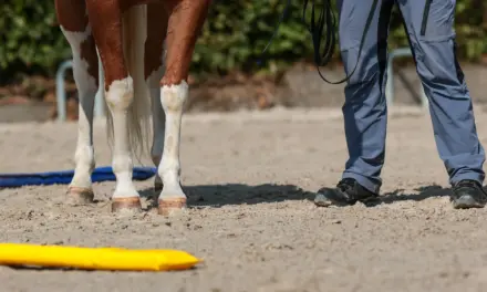 Die Sprache der Körperenergie – Wie Pferde Ausstrahlung lesen