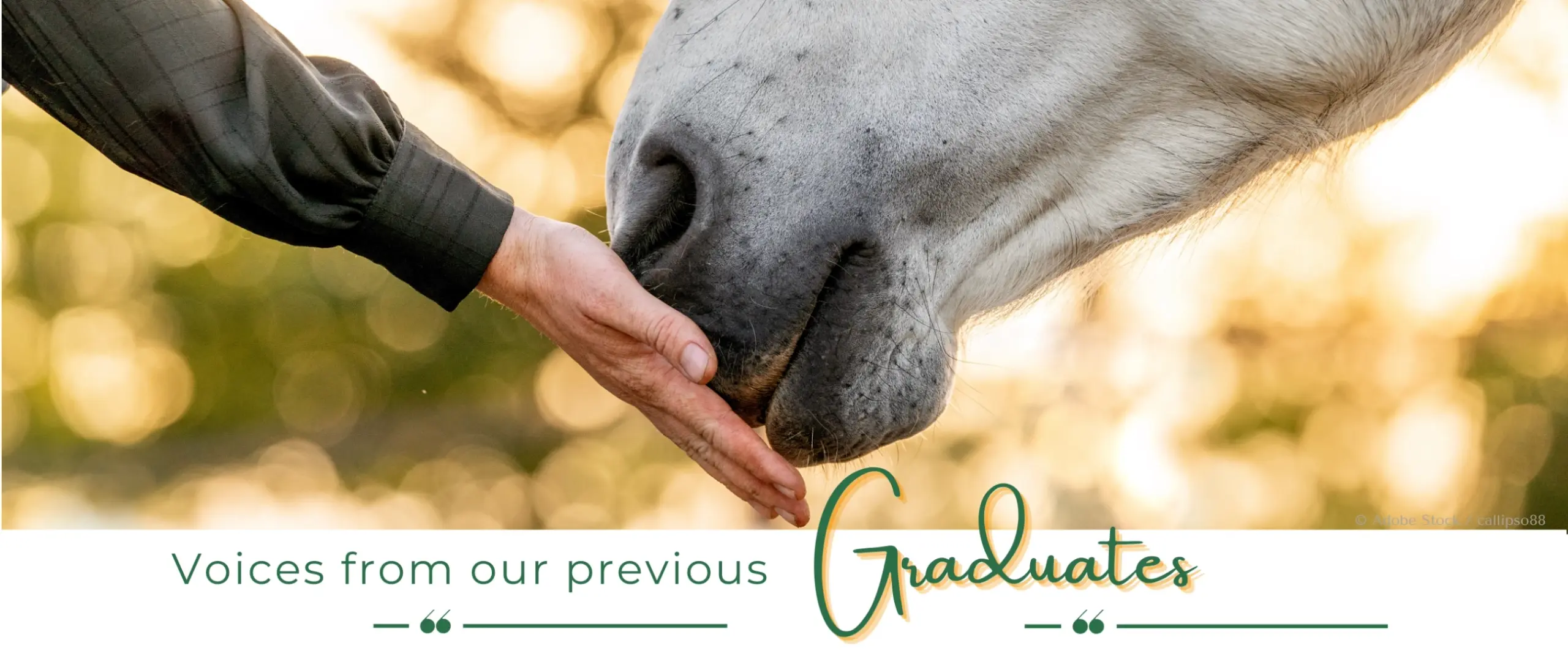 voices from our previous graduates