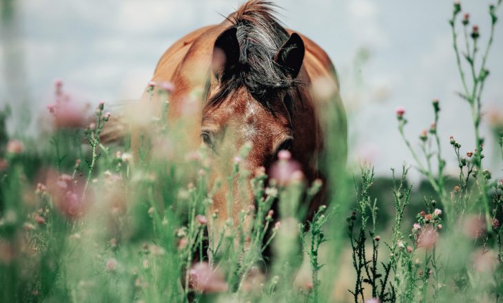 Altes, braunes Pferd versteckt hinter rosa Blumen
