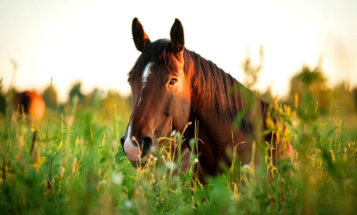Braunes Pferd auf einer Blumenwiese