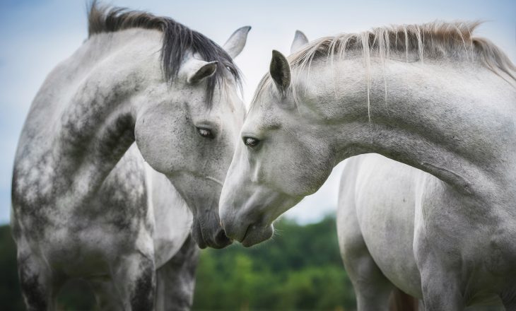 Zwei weiße Pferde beschnuppern sich